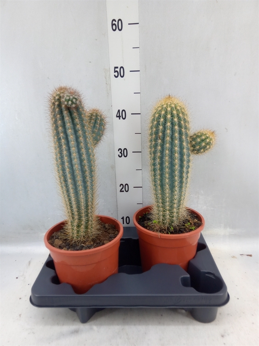 <h4>Cactus ...</h4>