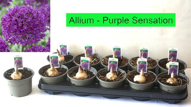 <h4>ALLI PURPL SENSATION</h4>