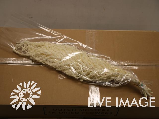 <h4>Preserved amaranthus bleached</h4>
