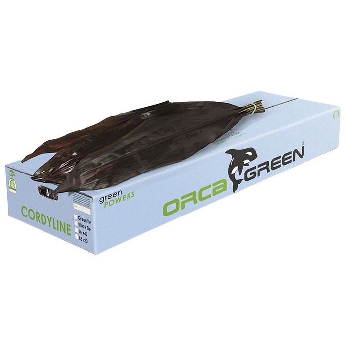 <h4>Cord. Black Tie Orca</h4>