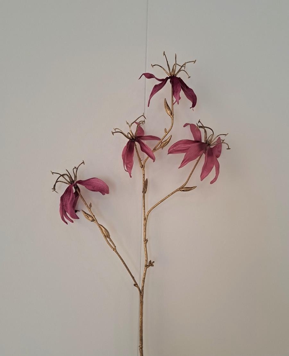 <h4>Af Gloriosa X4 L80cm Magenta</h4>