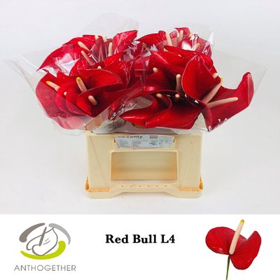 <h4>Anthurium red bull</h4>