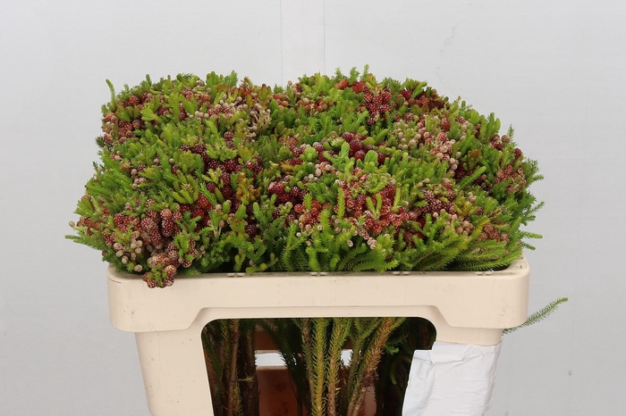 <h4>Cape green strawberry berzelia</h4>
