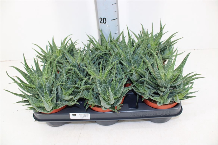 <h4>Aloe Safari Migori</h4>
