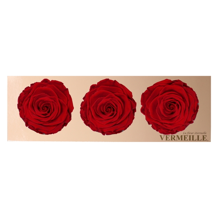<h4>Rose Monalisa Red</h4>