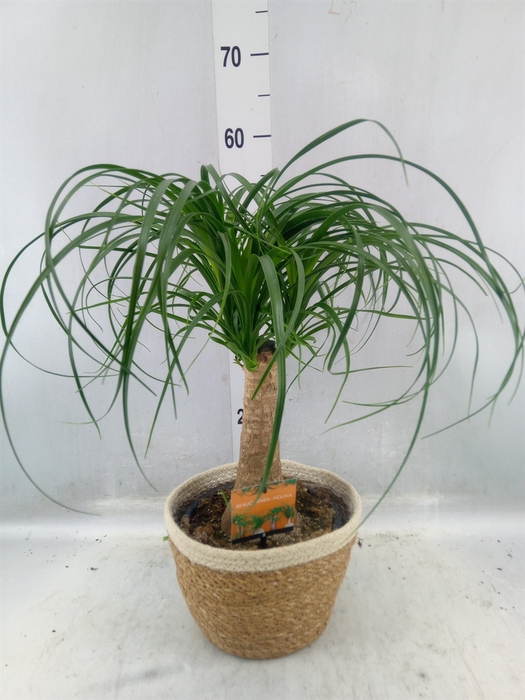 <h4>Beaucarnea Recurvata</h4>