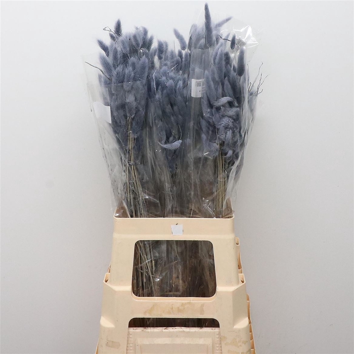 <h4>Dried Lagurus Bleached Grey Bs</h4>