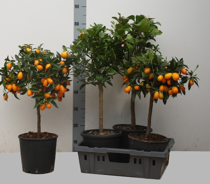 <h4>CITR MICROCARPA</h4>