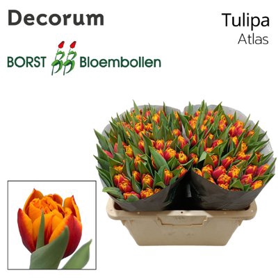 <h4>Tulipa do atlas</h4>