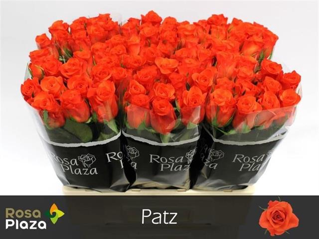 <h4>R GR PATZ</h4>