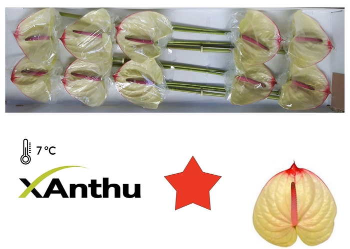<h4>ANTH A Kaseko 10</h4>