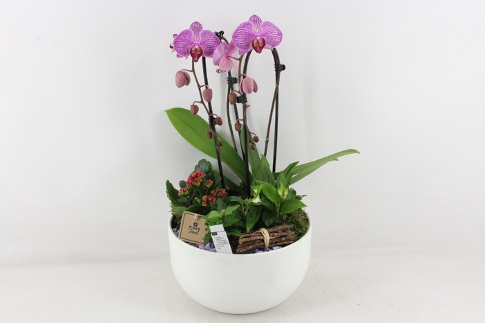<h4>arr2 PL - Ker. schaal Lyn phal. lila cascade</h4>