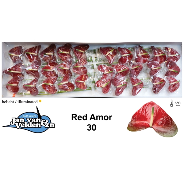 <h4>Red Amor 30</h4>