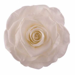 Rose Monalisa Ivory
