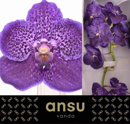 <h4>Vanda Midnight Blue</h4>