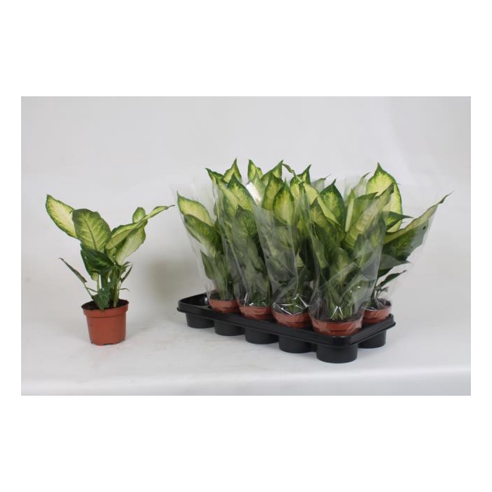 <h4>Dieffenbachia Camilla 12Ø 35cm</h4>