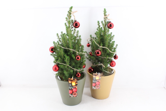 <h4>arr2 MB Picea 365 - Keramiek pot x3 LED</h4>