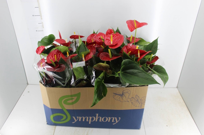 <h4>ANTHURIUM RED SUCCESS P15</h4>