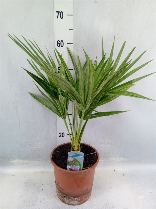 <h4>Chamaerops Humilis</h4>