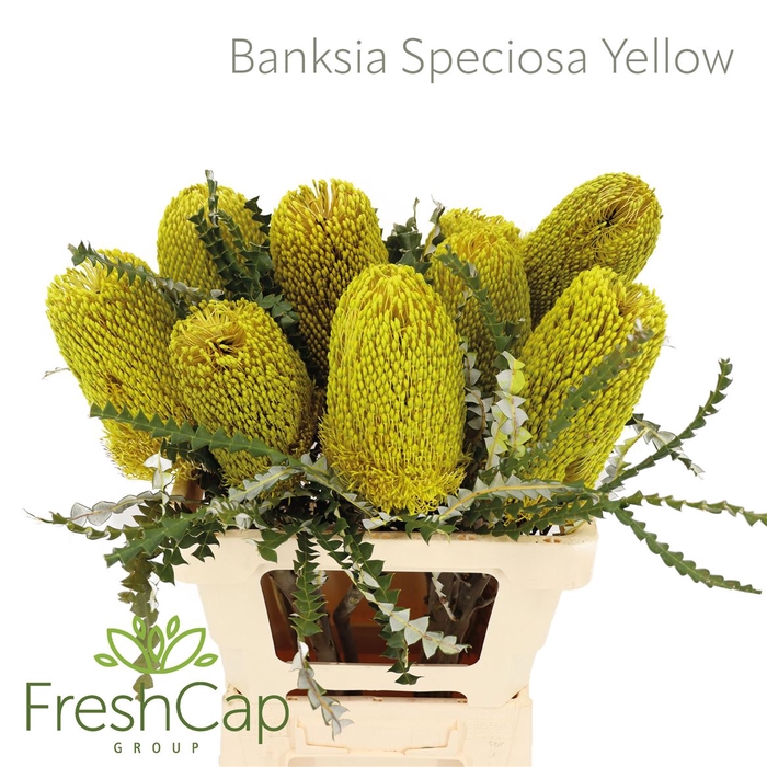 <h4>Banksia Speciosa Yellow</h4>