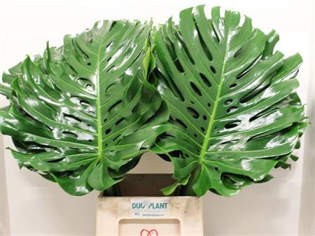 <h4>Monstera Blad 55 Cm Duo</h4>
