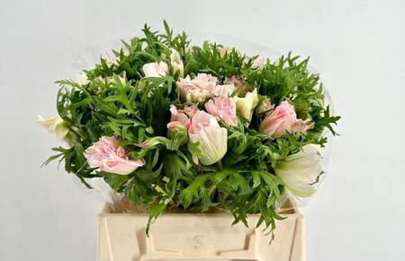 <h4>Anemone mistral plus pink light</h4>
