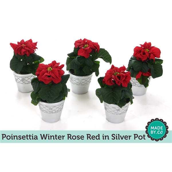 <h4>Euph. Poinsettia Winter Rose red in silver pot</h4>