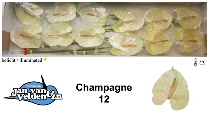 <h4>Champagne 12</h4>