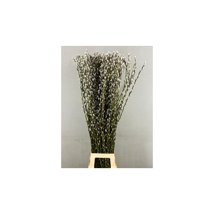 <h4>Salix Snow Flake 120cm</h4>