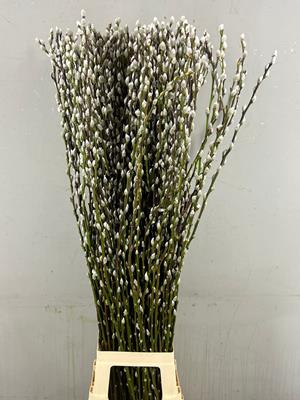 <h4>Salix Snow Flake 120cm</h4>