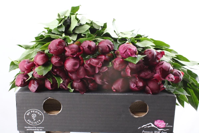 <h4>Paeonia Peter Brand'</h4>