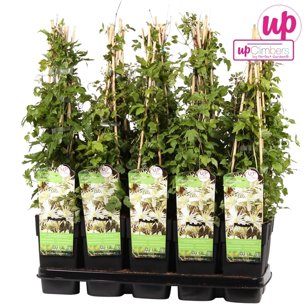 <h4>Clematis vitalba P15</h4>