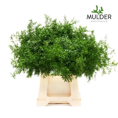 <h4>Leaf asparagus dens cwebe</h4>