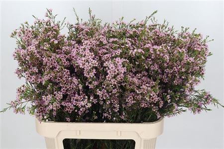 <h4>Chame Early Nir Rose 80cm Extra</h4>