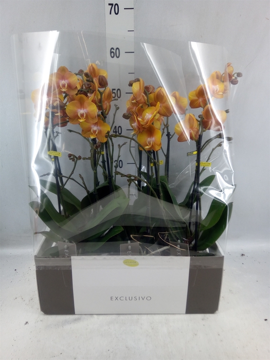 <h4>Phalaenopsis Multi. 'ant Las Vegas'</h4>