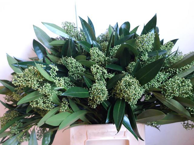 <h4>Skimmia kew green per bunch</h4>