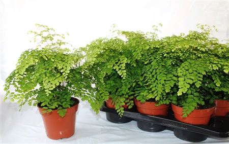 <h4>Adian Rad Fragrans</h4>