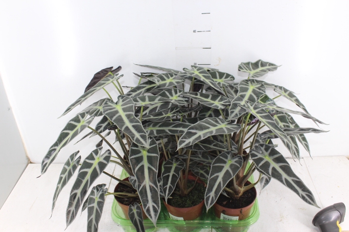 <h4>ALOCASIA PICOLLINI P12</h4>
