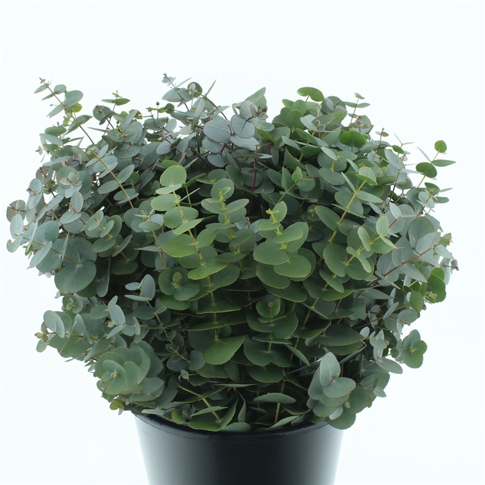 <h4>Euca Cinerea Short 200gram</h4>