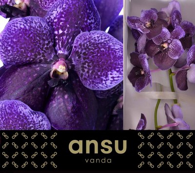 <h4>Vanda divana lilac and aubergine</h4>