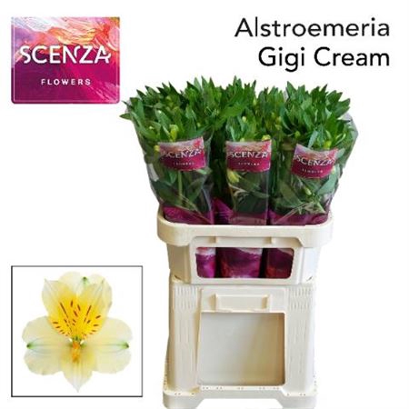 <h4>Alstr Gigi Cream</h4>