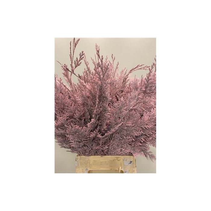 <h4>Coniferen Light Pink</h4>