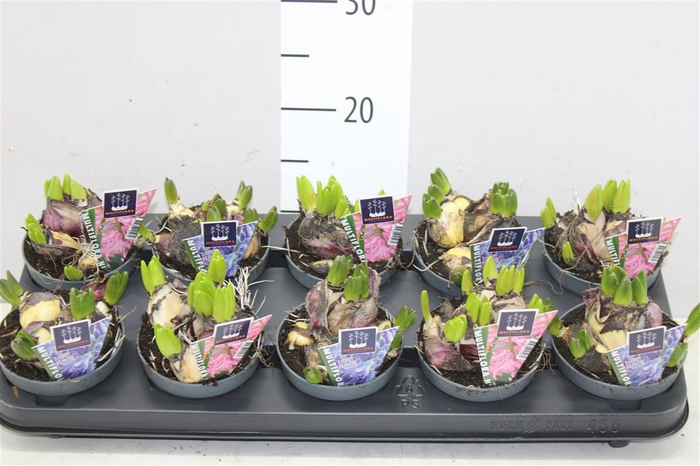 <h4>Hyacinthus Multiflora Gemengd</h4>