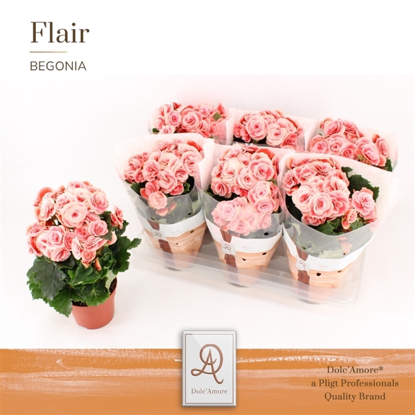 <h4>Begonia Borias P14 Dolc'Amore® Flair</h4>