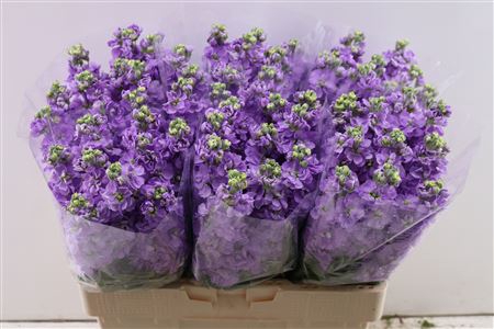 <h4>Matth Figaro Lavendel</h4>