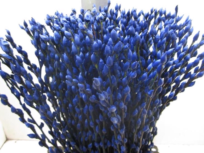 <h4>Salix Katje Blauw L70</h4>
