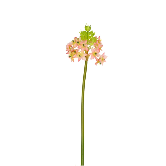 <h4>Zijde Ornithogalum flower 81cm</h4>