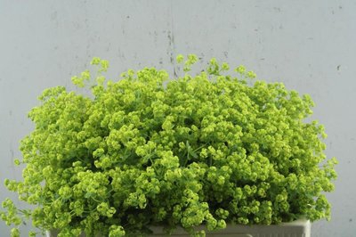 <h4>Alchemilla robustica</h4>