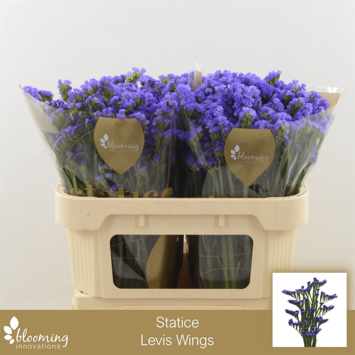 <h4>Statice Levis Wings</h4>