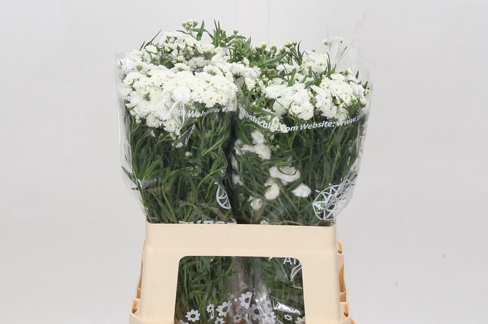 <h4>Achillea magical inspiration</h4>